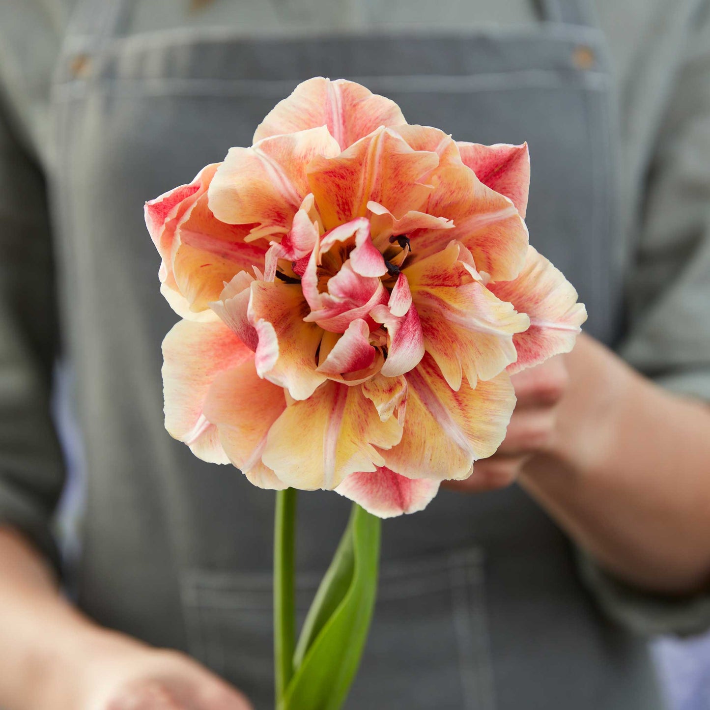 A person holding a single bloom of verona sunrise tulips