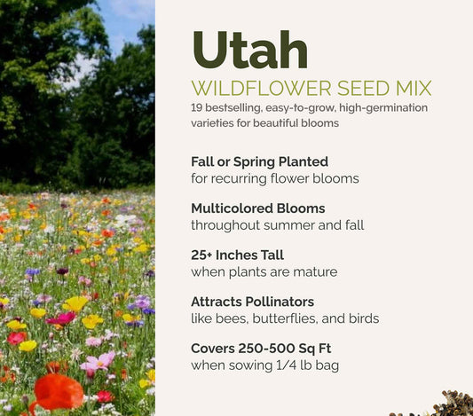 A visual overview of the wildflower seed mix, showcasing expected floral blooms.