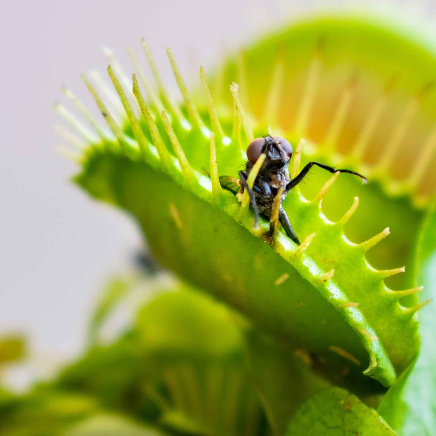 Venus flytrap large open green trap with red interior catching an insect on green background