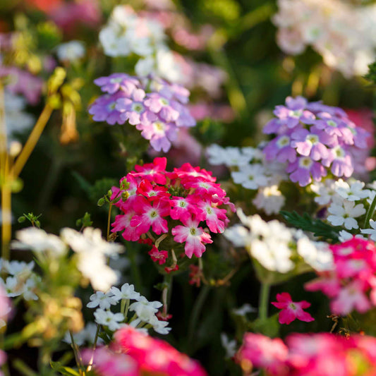 Verbena compacta mix purple, pink and white flowers blooming in a garden background