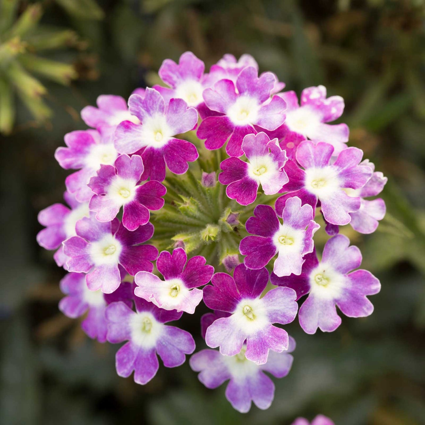 Verbena obsession cascade twister violet pink-violet flowers on a dark green background