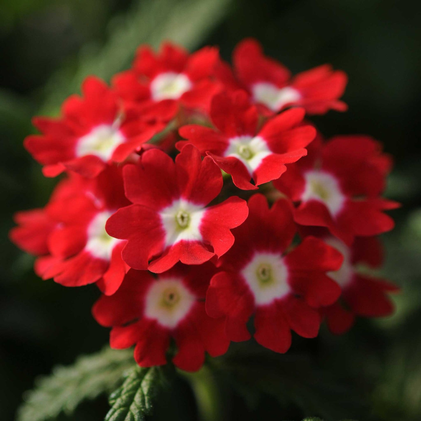 Verbena quartz mix deep red flowers with white centers on a dark background