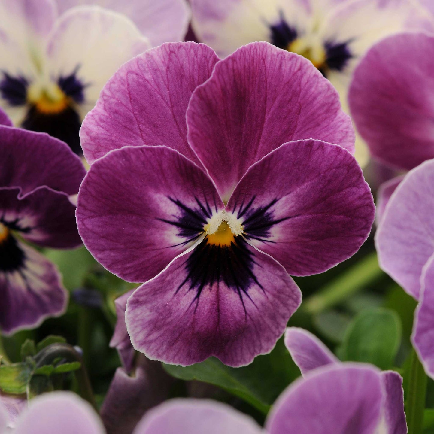 Viola sorbet raspberry deep purple bloom with yellow and white accents on a blurred backdrop.