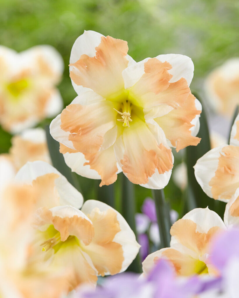 Narcissus 'Cum Laude'