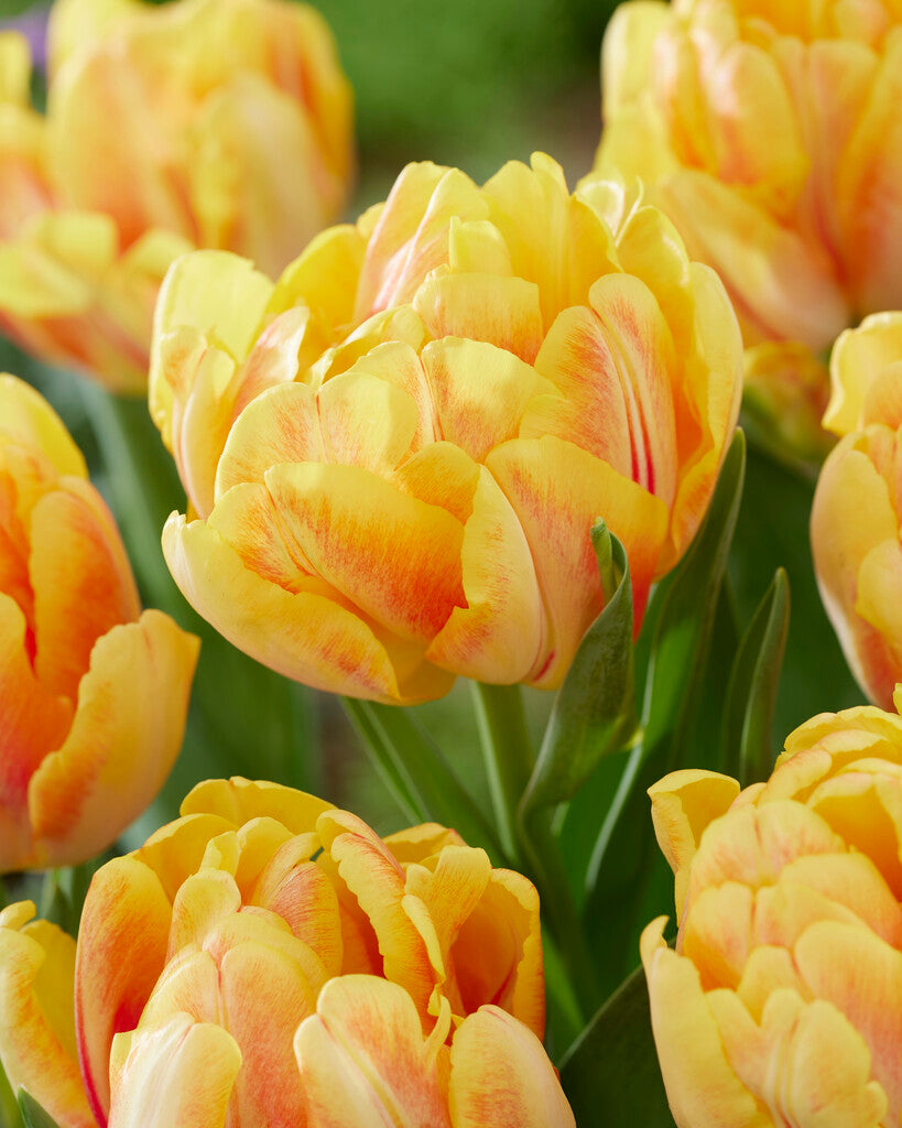 Tulip 'Foxy Foxtrot'