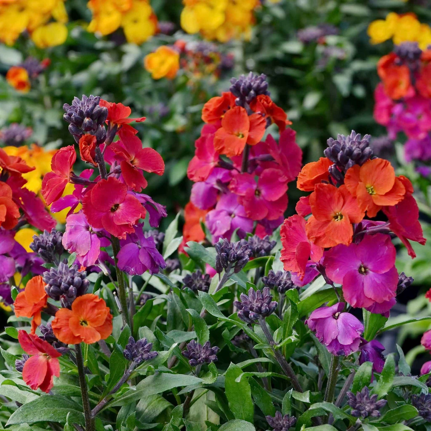Wallflower passion mix red, orange and yellow flowers in bloom with a green background