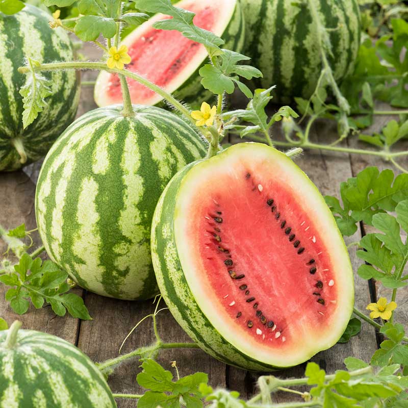 A Crimson Sweet watermelon with dark green stripes on a green vine in a garden. | copyright: Floramedia UK Ltd