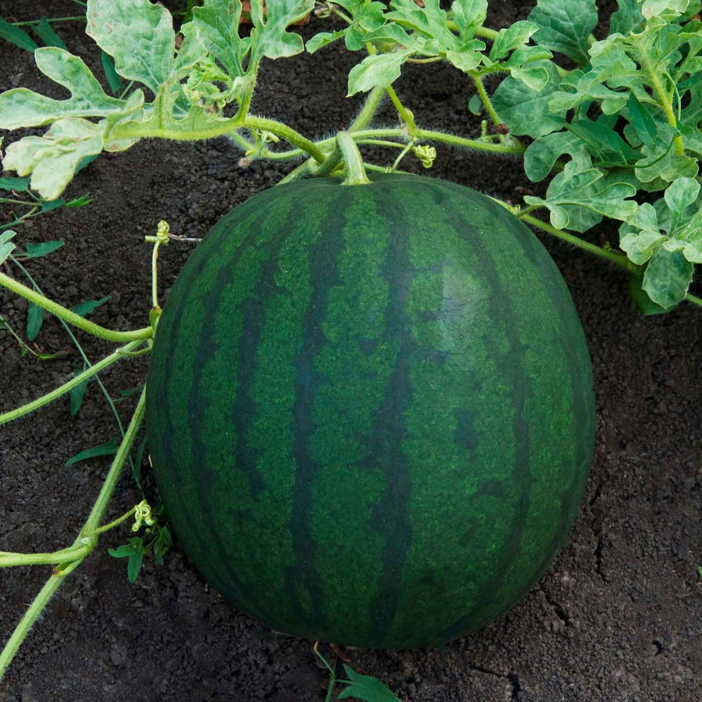 A large, Florida Giant watermelon with a dark green rind and dark green stripes, shown on a vine.