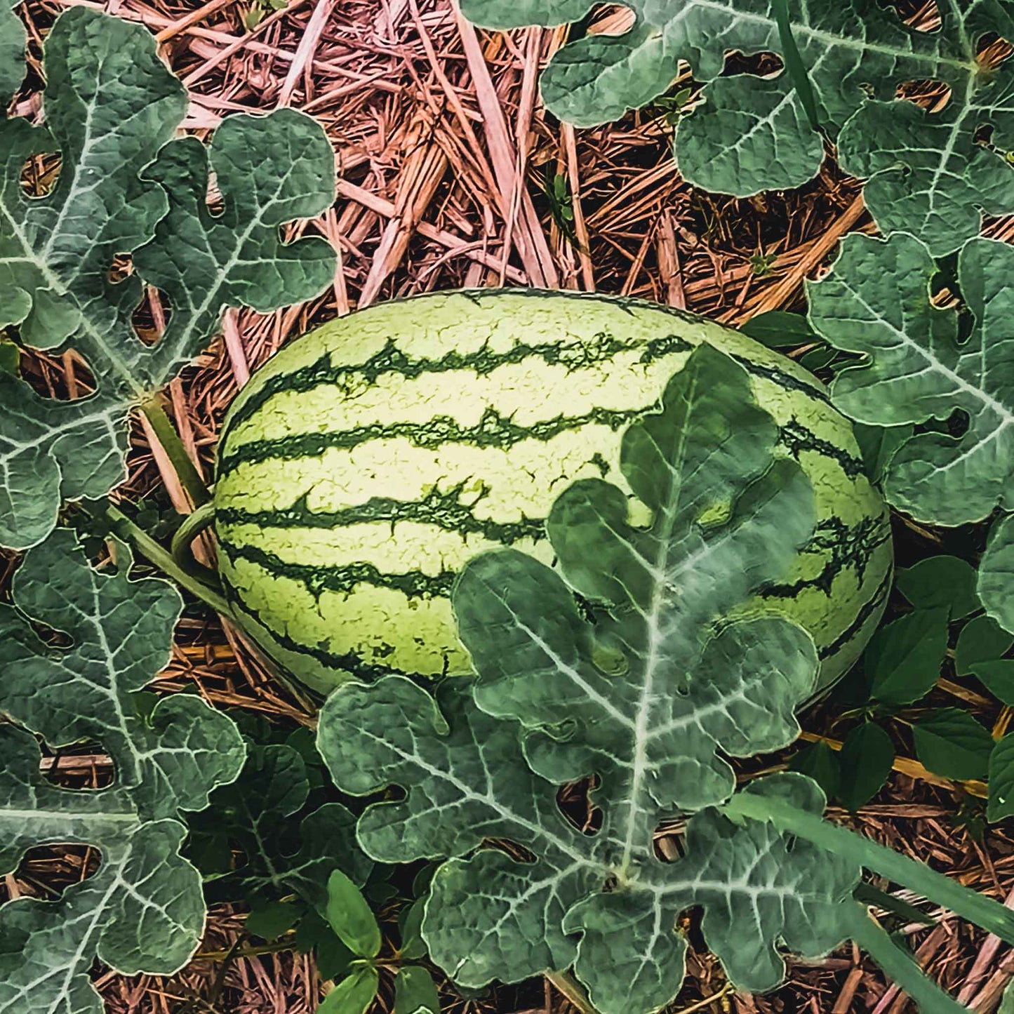 Klondike Blue Ribbon Striped watermelon with green rind and dark stripes on a light background.
