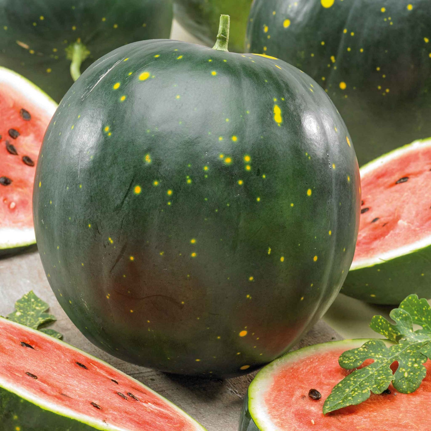A close-up of a Moon & Stars dark green watermelon with distinctive yellow spots, resembling a starry night sky.