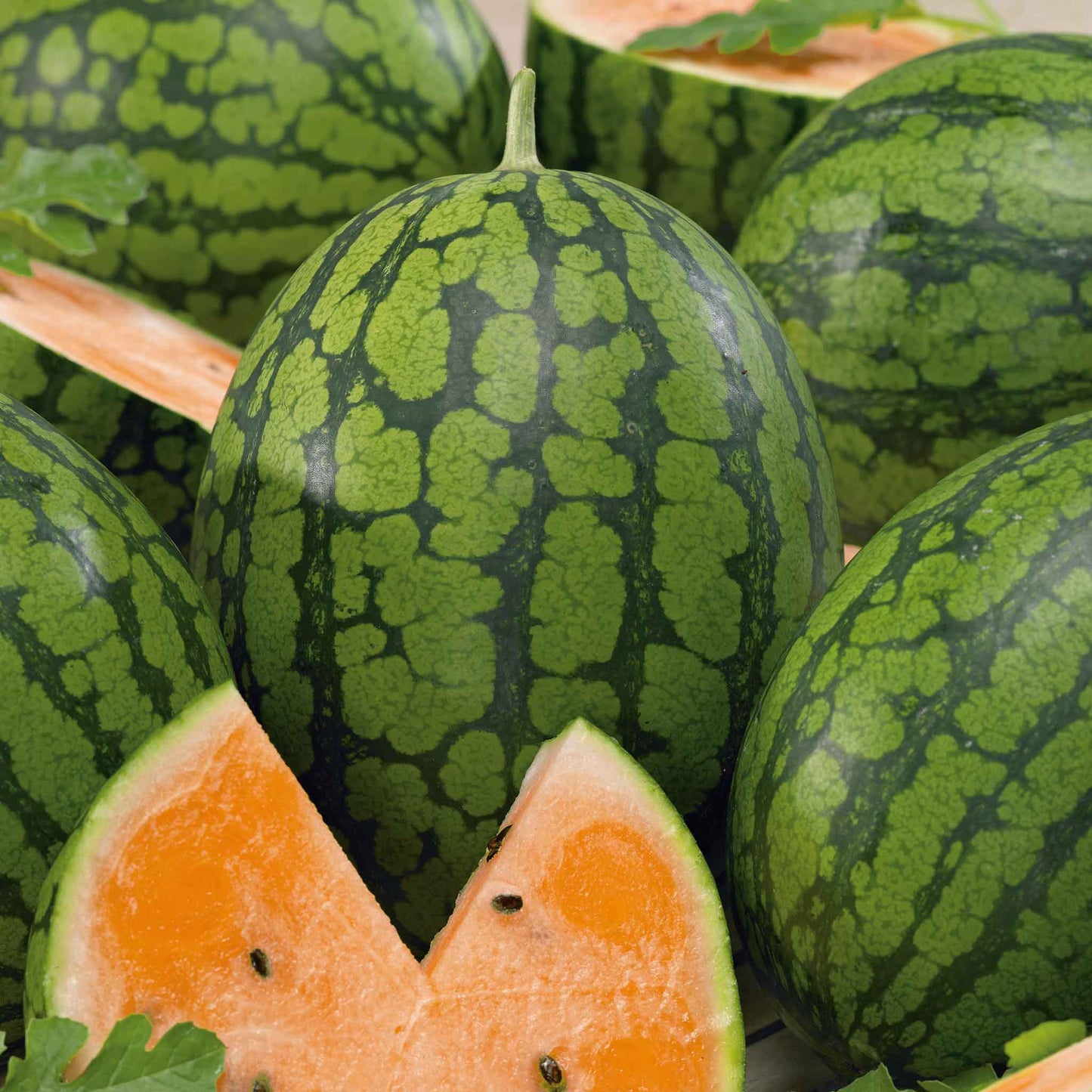 A Tendersweet Orange watermelon with a light green rind and dark green stripes.