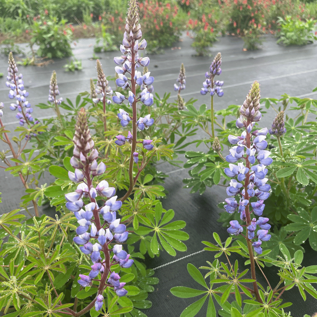 Wild Lupine - PollinateHV Local Ecotype Seedling