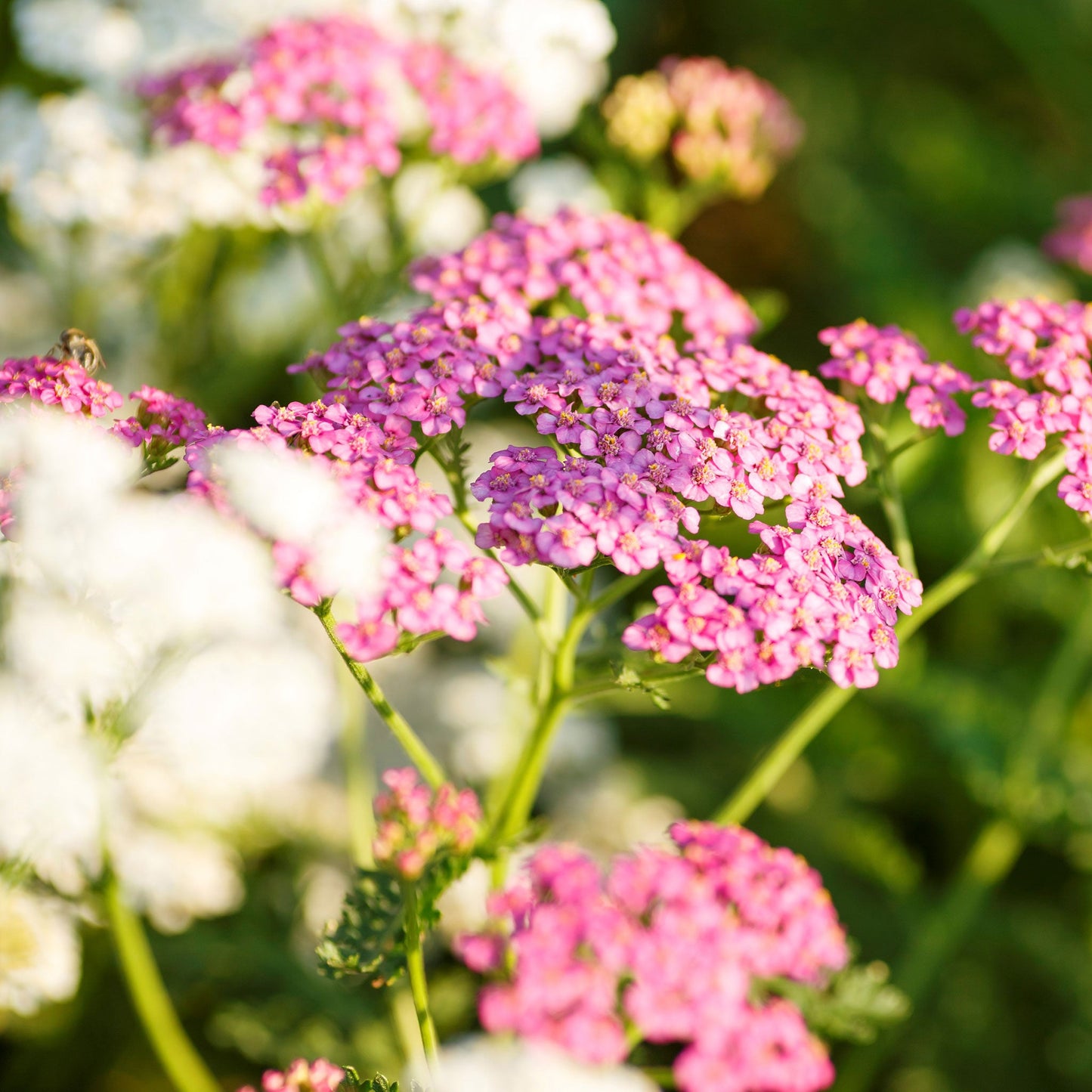 Colorado mix yarrow flower head in many colors against a blurred green background.
