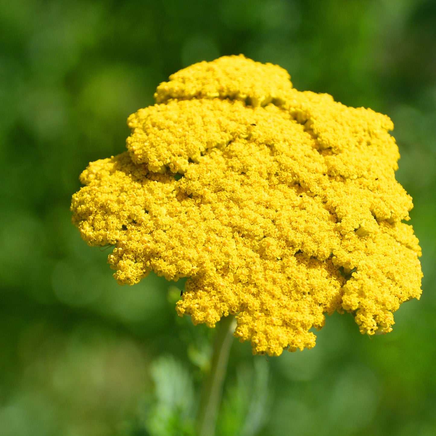 Cluster of gold yarrow flowers with small yellow blooms on green stems outdoors.