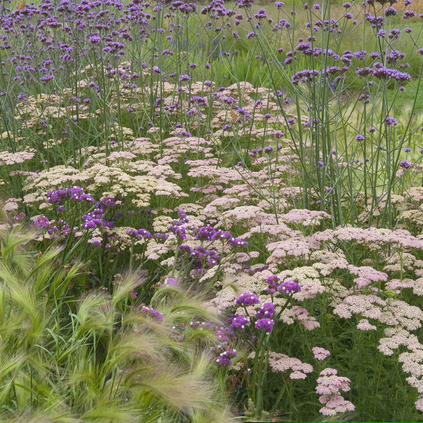 Yarrow salmon beauty with pink and orange blooms in a garden with purple flowers in the background.