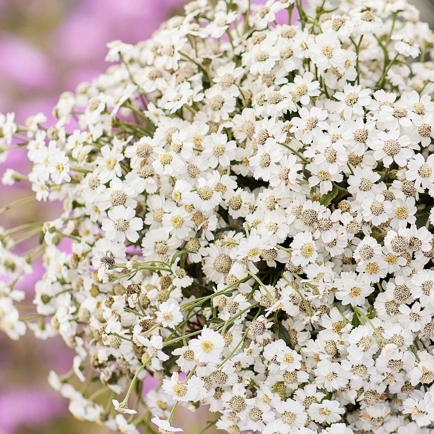 The Pearl yarrow with small white blooms and yellow centers on a soft green background.