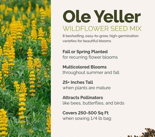 A visual overview of the wildflower seed mix, showcasing expected floral blooms.