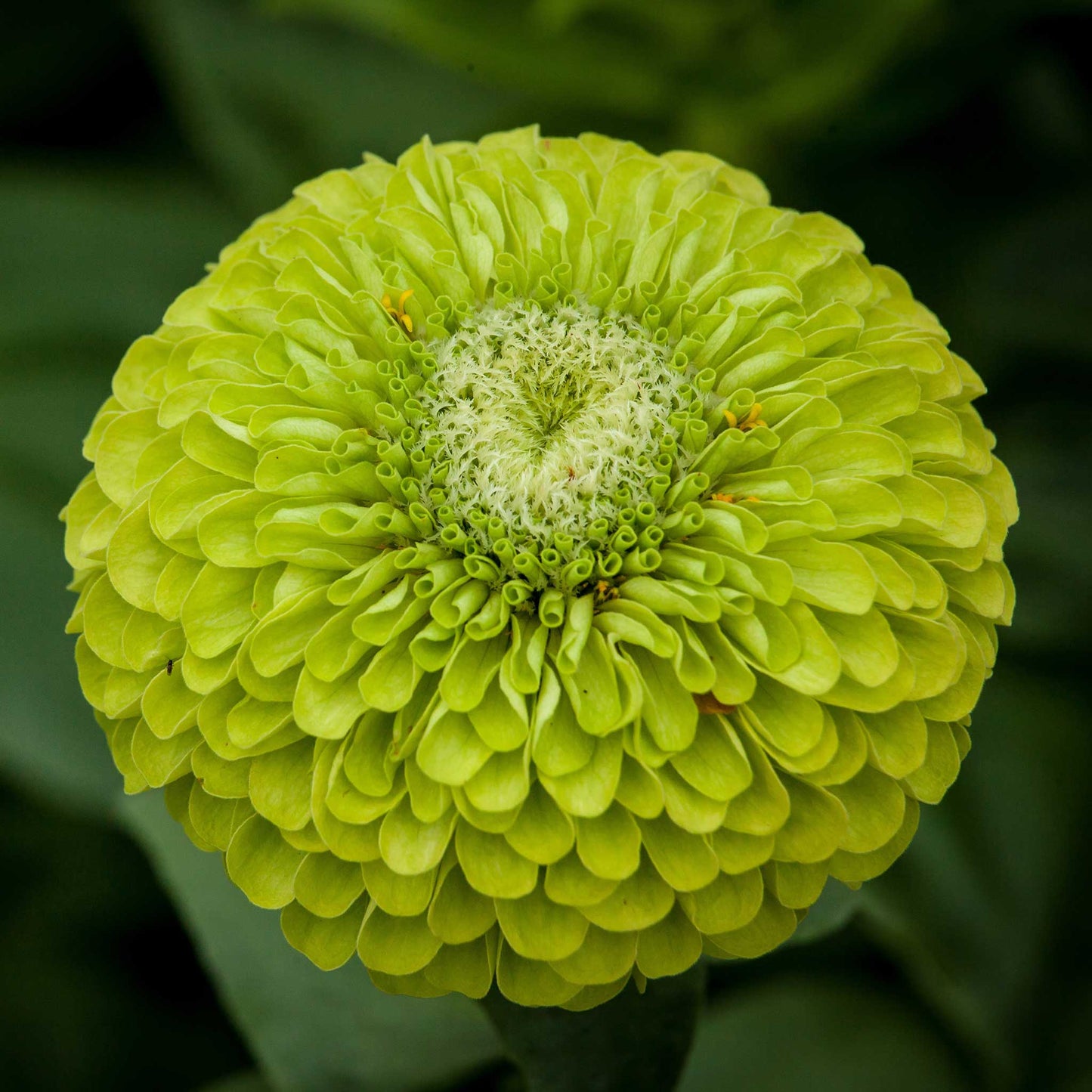 Close-up of vibrant lime green zinnia benary giant lime on a natural garden backdrop