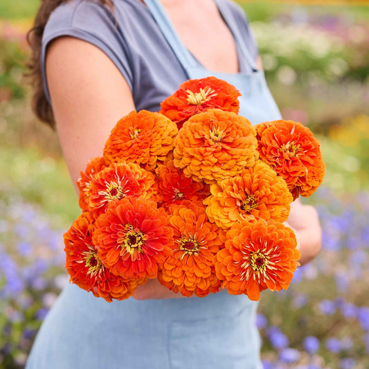 Zinnia Benary's Giant Orange shown outdoors, with visible color, form, texture, and natural garden or harvest context.