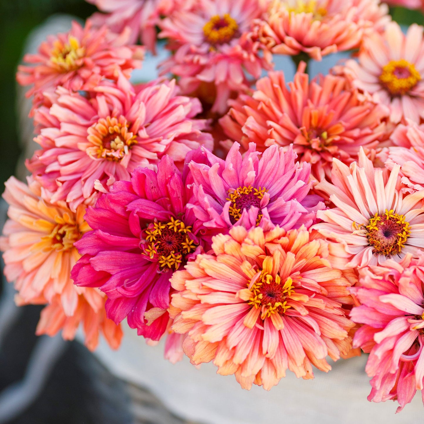 Vibrant pink zinnia cactus pink shades spiky flowers on a natural green garden backdrop