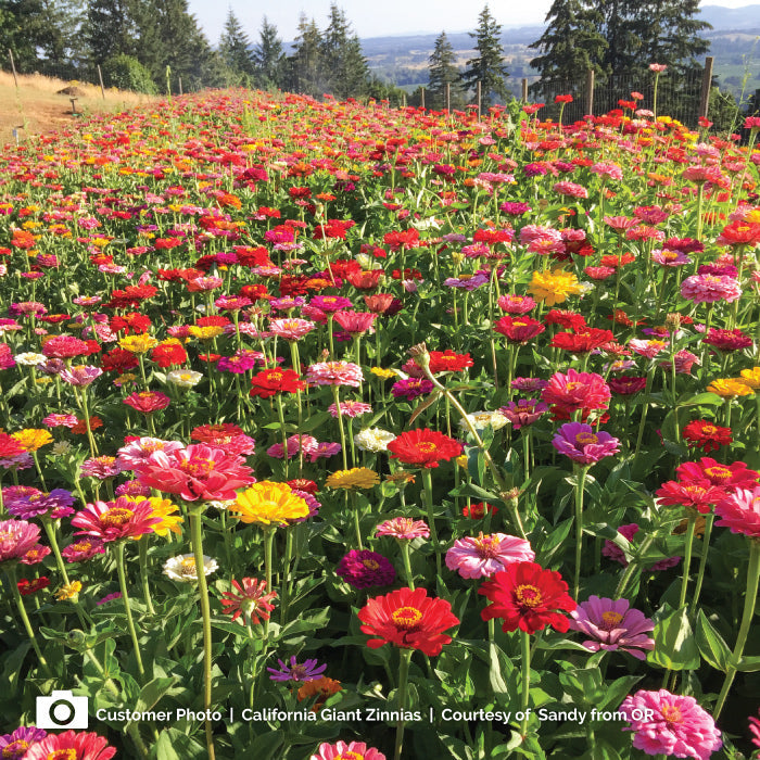 Zinnia california giants seed packet with colorful flower photos on a white background