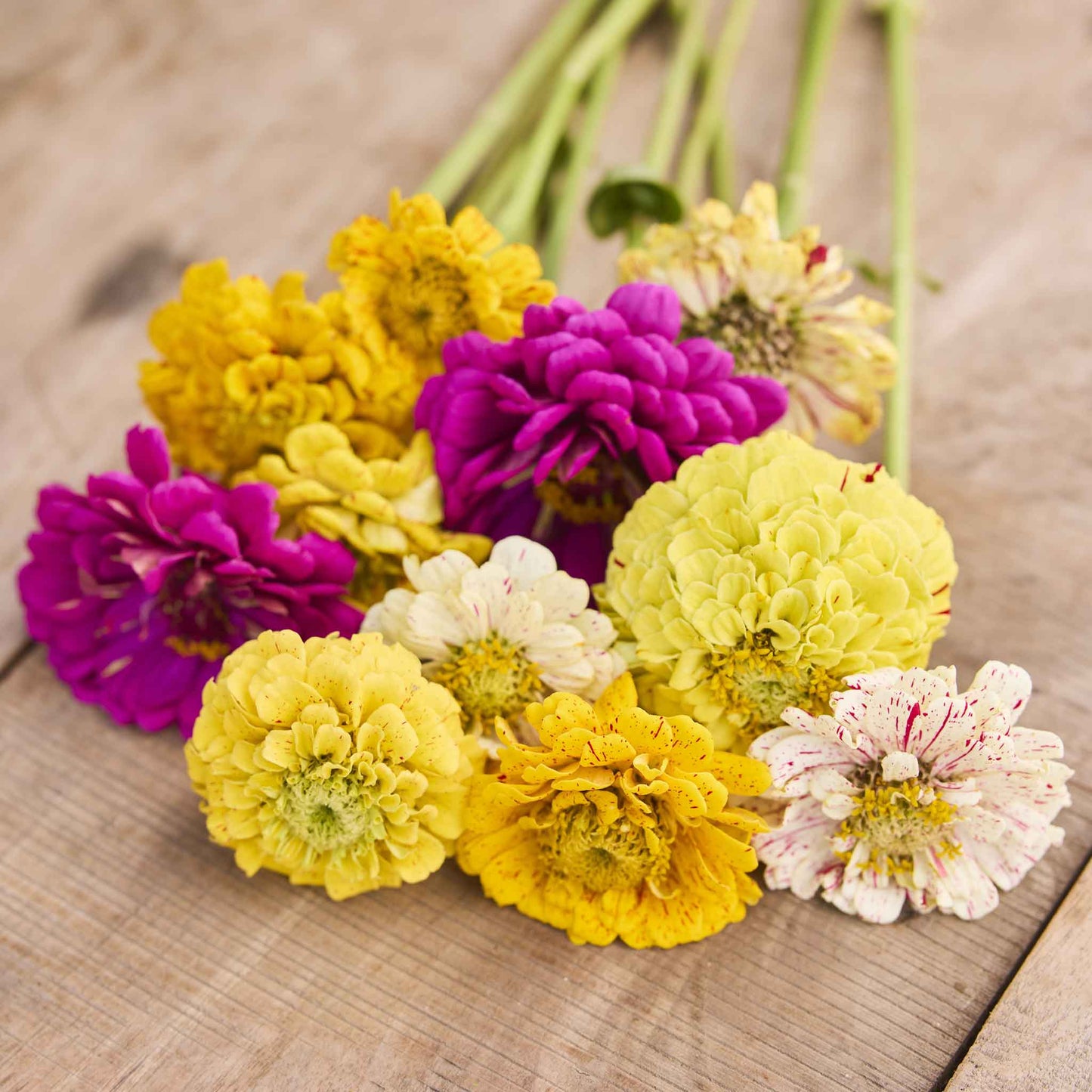 Close-up of zinnia candy stripe in soft pink and white on a blurred green backdrop