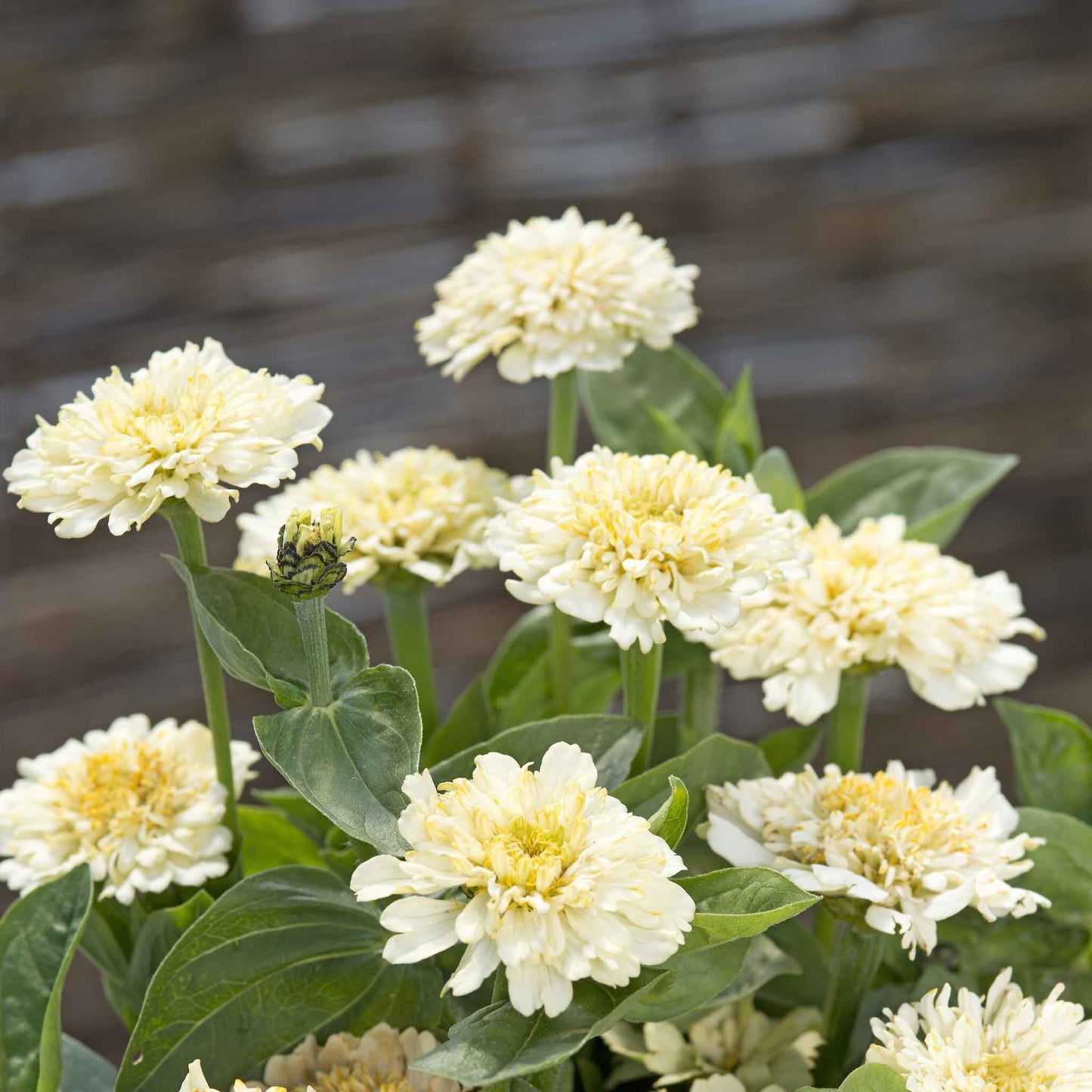 Close-up of a fully double, cresto cream Zinnia flower with creamy white and soft yellow petals.