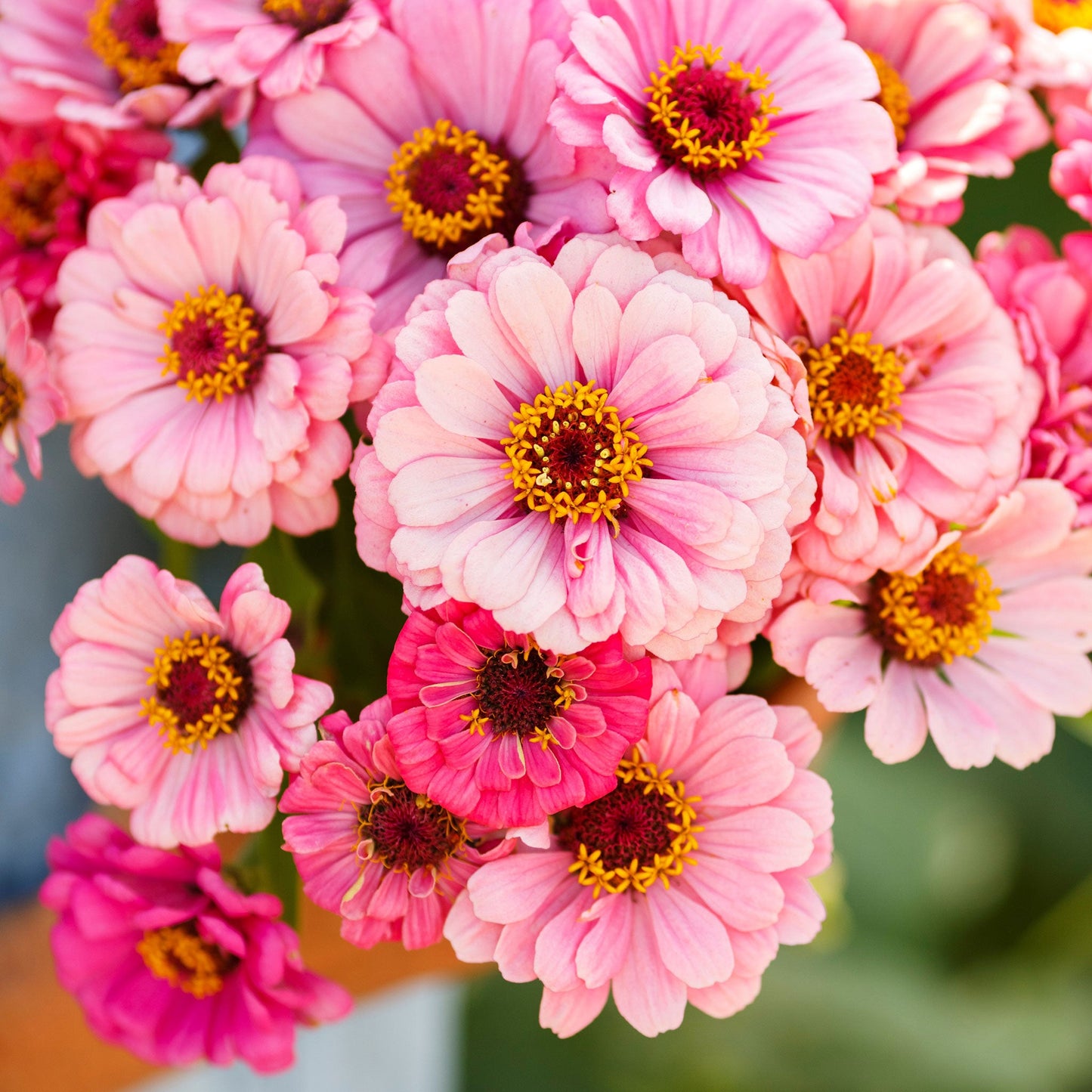 Soft pink zinnia exquisite flower with layered petals on a green garden backdrop