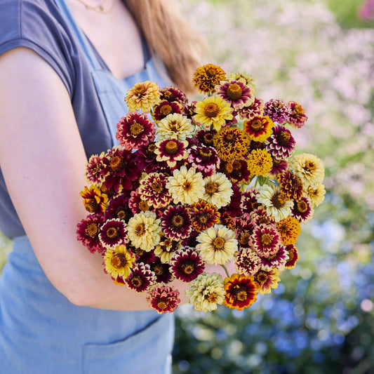 Hand-held Zinnia Jazzy Mix bouquet showing natural color and form, clustered blooms, and cut stems outdoors.