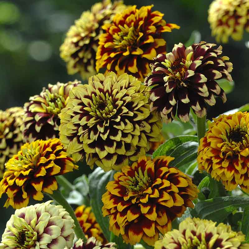 Small, multicolored jazzy mix zinnias in burgundy, orange, and yellow with light-colored tips.