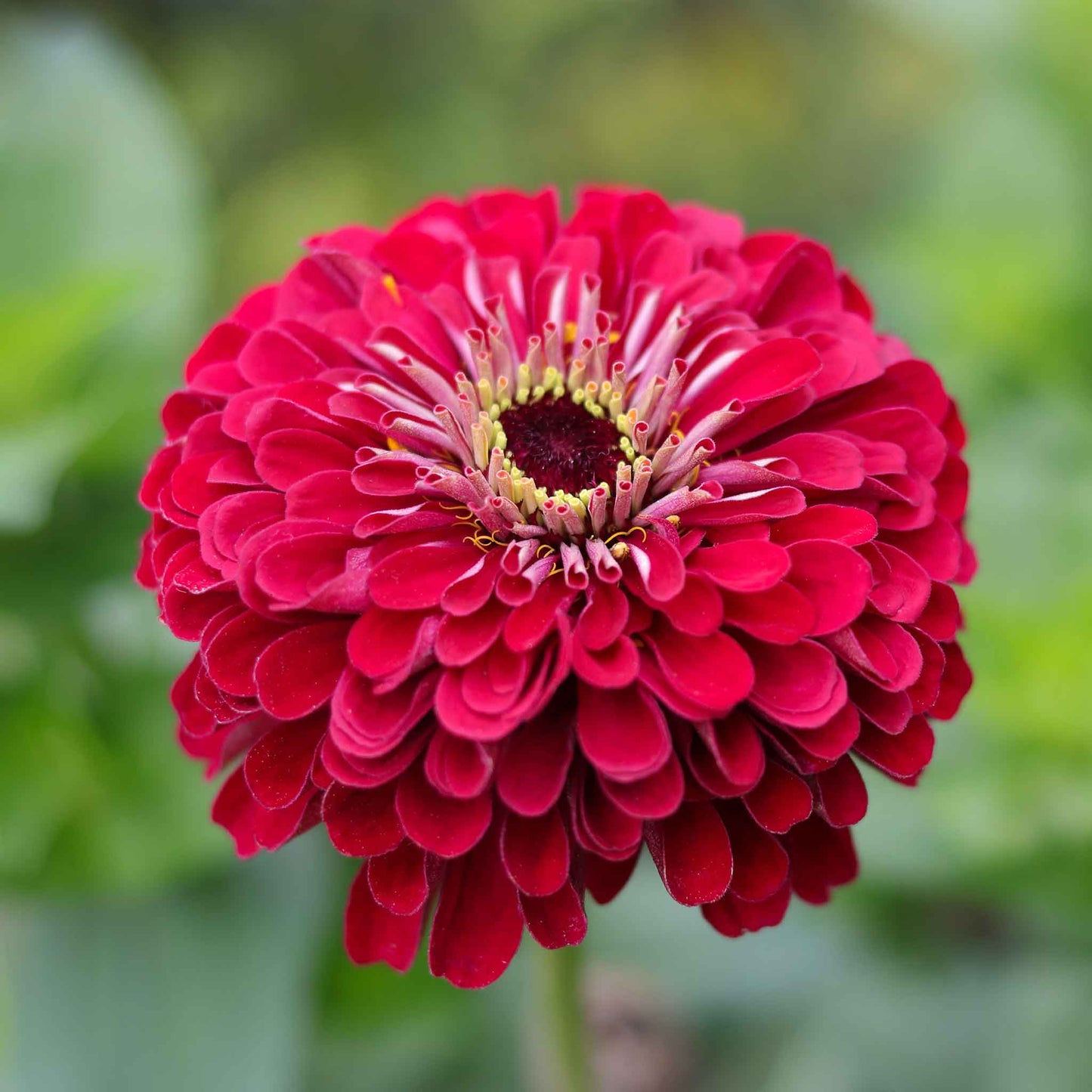 Vibrant red zinnia lilliput redman flowers in close-up on a bright garden backdrop