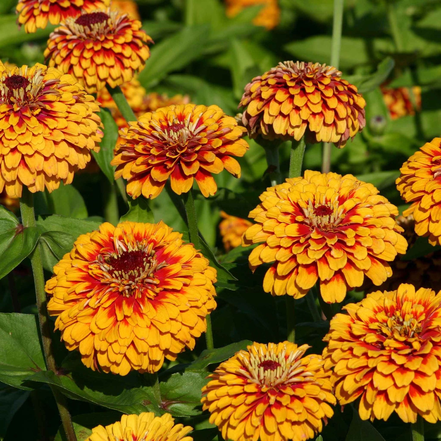 Close-up of zinnia macarenia flowers in yellow-orange on a natural garden backdrop