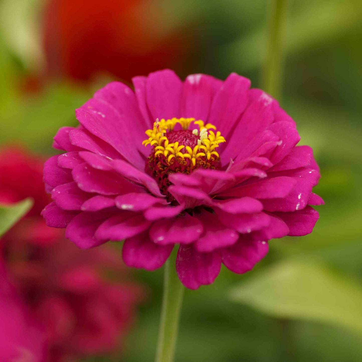Vibrant mix of large organic zinnia california giants on a garden backdrop