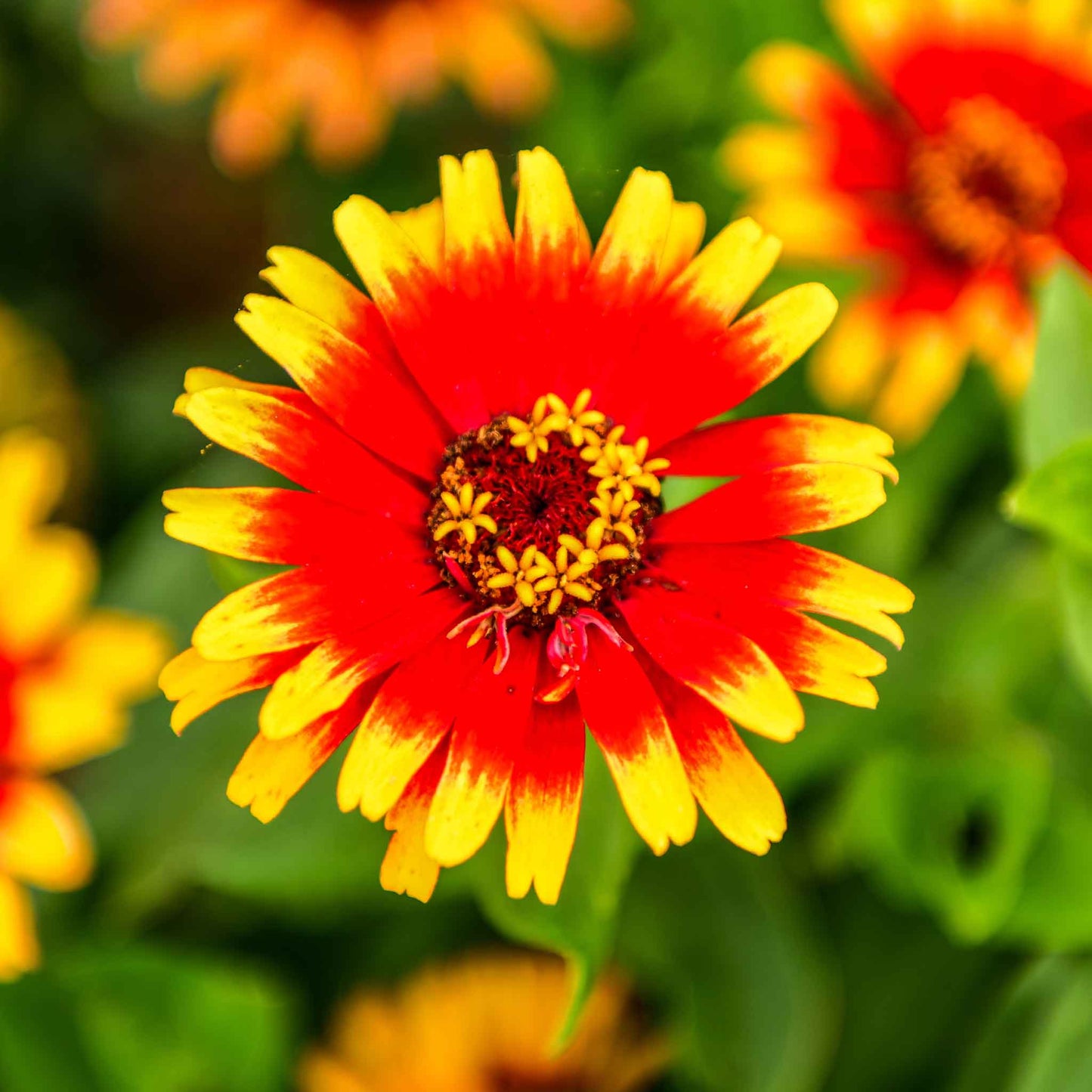 Bold orange zinnia sombrero flower with a red eye on a natural garden backdrop