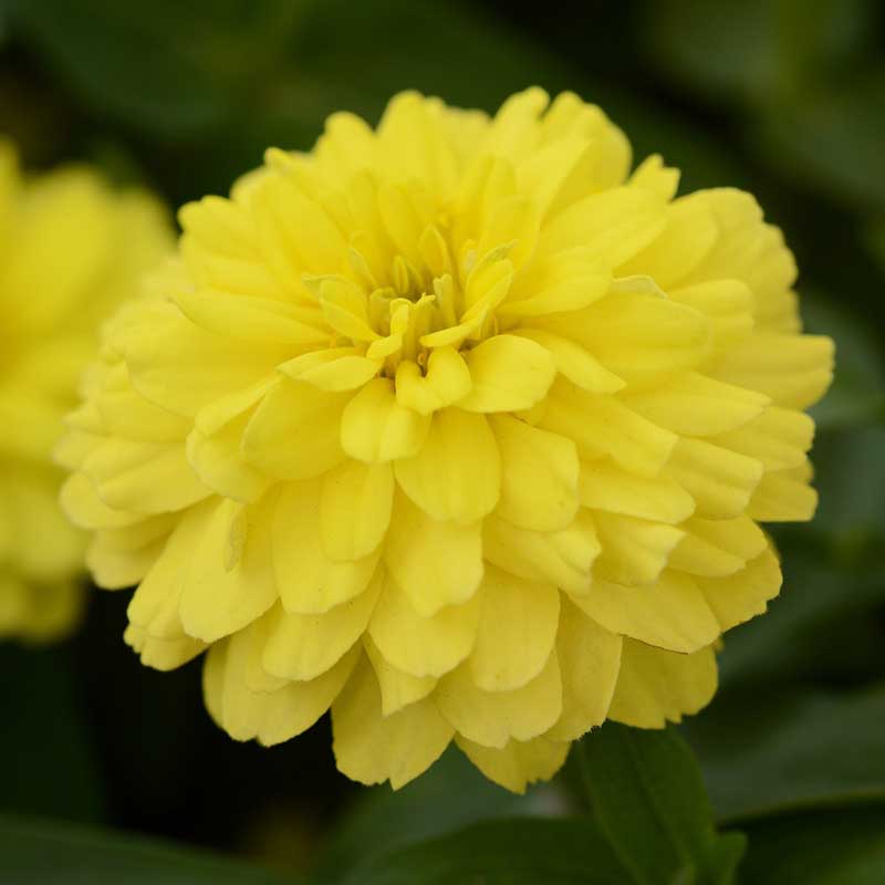 Bright yellow double-flowered zinnia zahara double yellow on a green garden backdrop