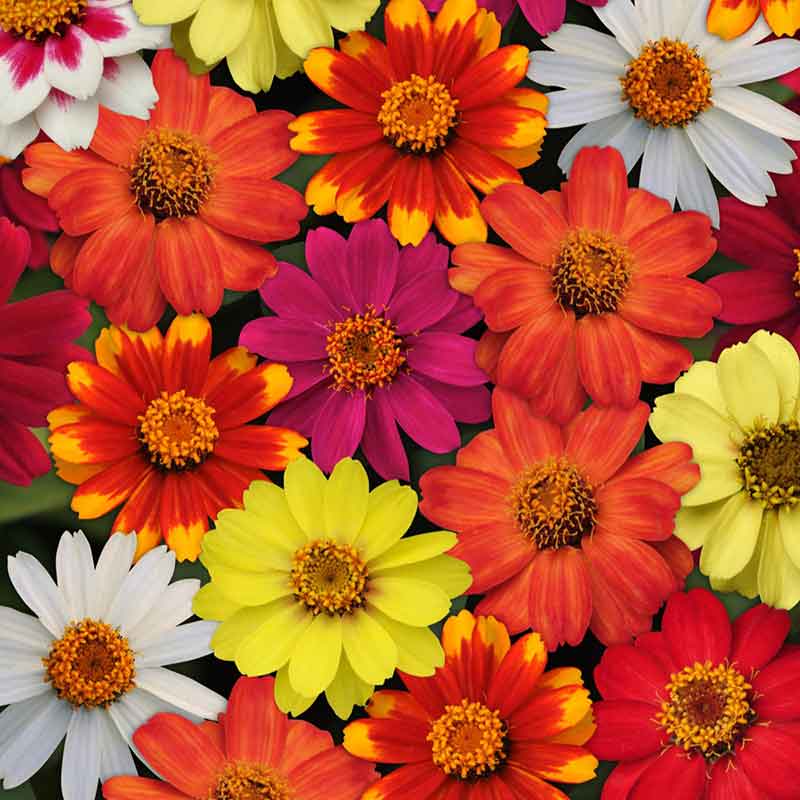 Colorful zinnia zahara single mix flowers in red orange and yellow on a garden backdrop