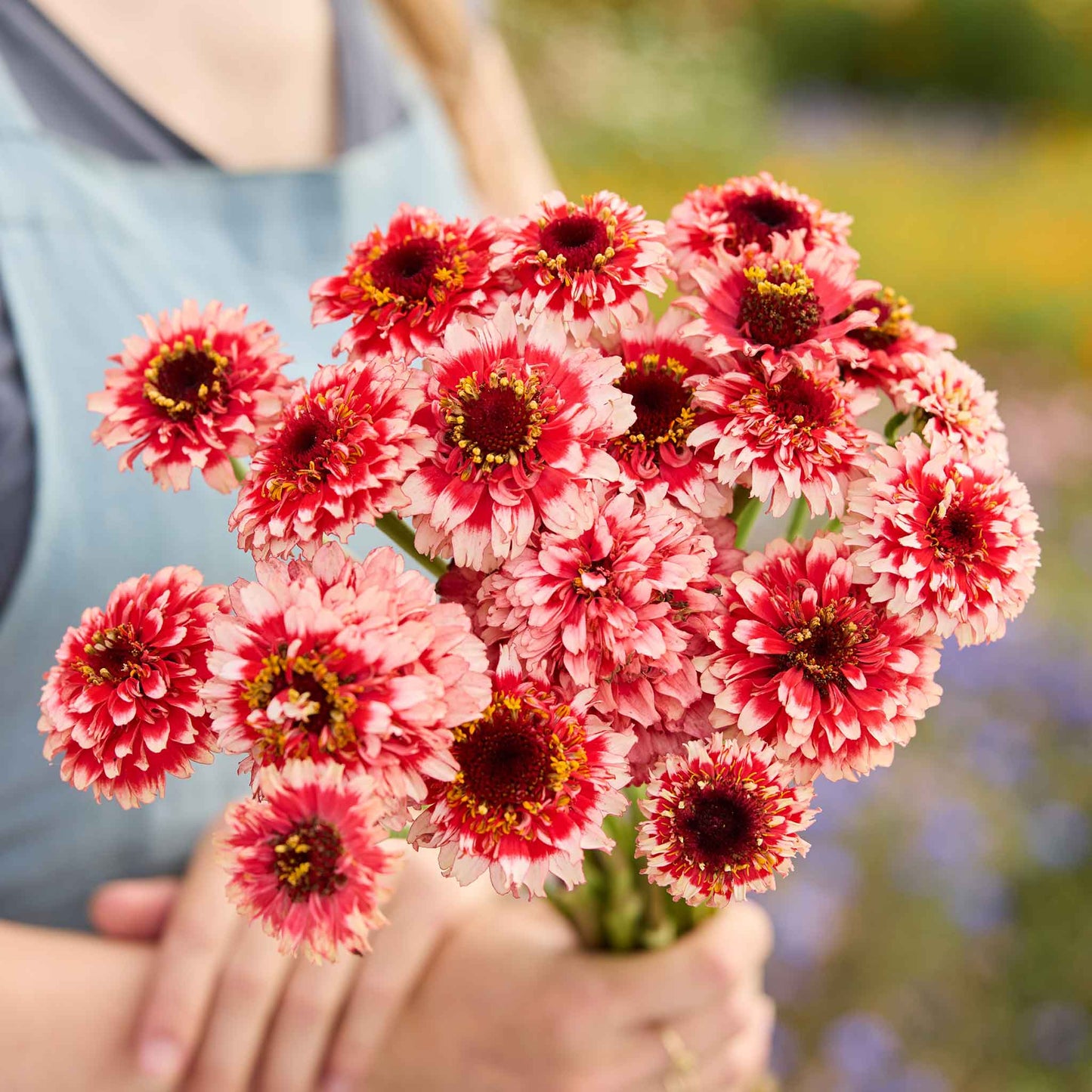 A person holding a bouquet of zinderella fizz zinnia flowers in a garden setting.