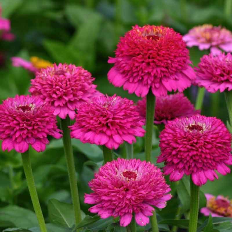 Vibrant purple zinnia zinderella purple flowers in close-up on a garden backdrop