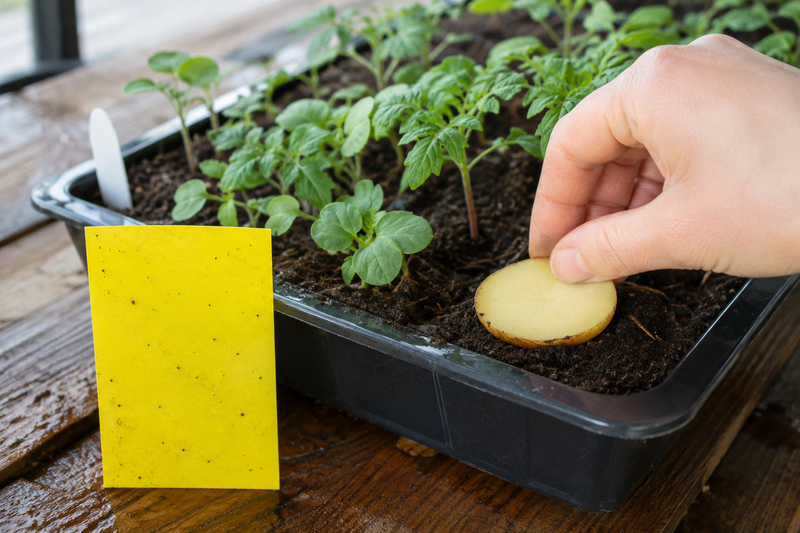 Sticky card and potato slice used to check a damp seedling tray for fungus gnats.