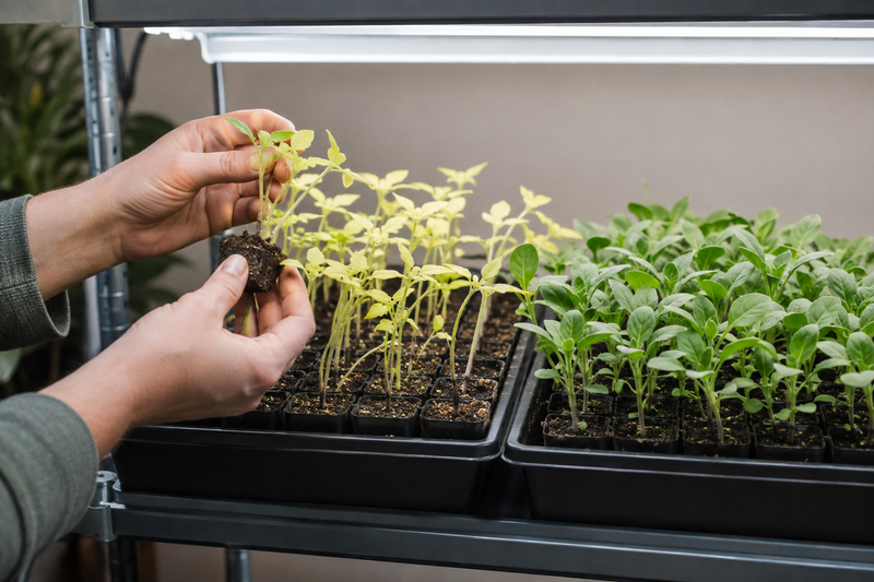 Gardener comparing pale seedlings with healthy green seedlings under a grow light.