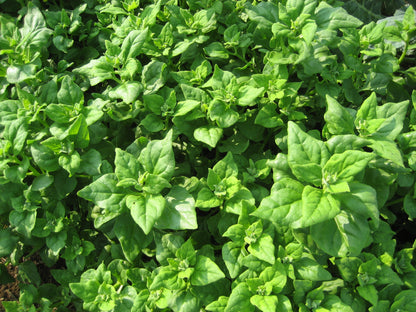Makes a great edible ground cover.