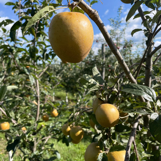 Hudson's Golden Gem Apple Tree – fruit tree