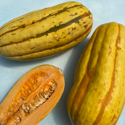 Cornell's Bush Delicata Squash
