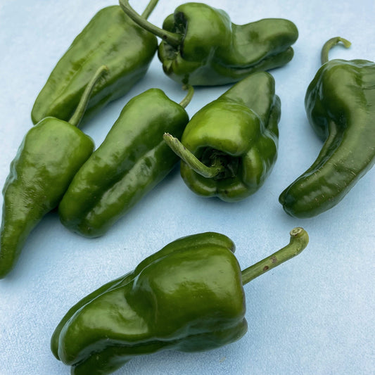 Padron Hot Pepper – vegetable seed variety