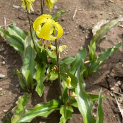 Erythronium californicum 'Pagoda'