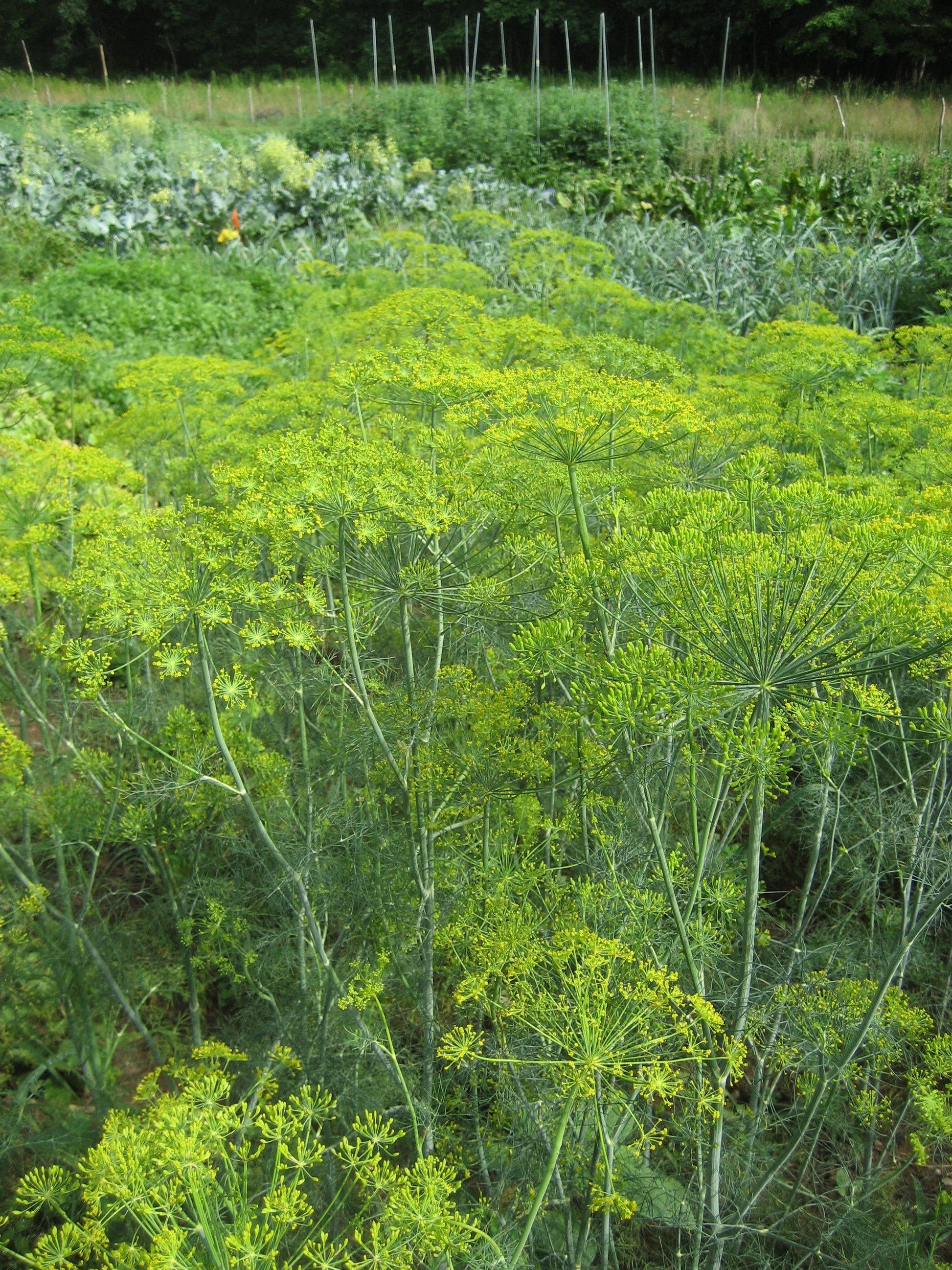 Dill flowering at the farm