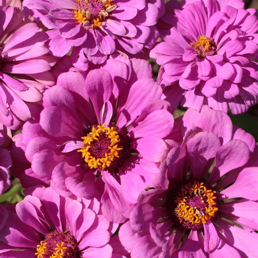 Cottage Garden Mix