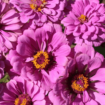 Cottage Garden Mix