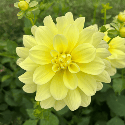 Lemonade Dahlia Tuber