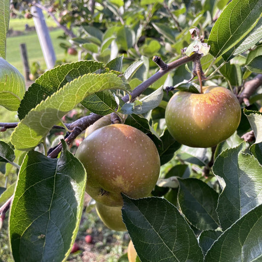 Northern Spy Apple Tree – fruit tree